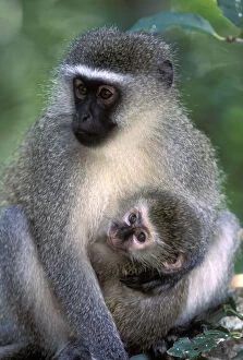 Images Dated 8th August 2012: South Africa, Tsitsikamma Nat'l Park, Vervet