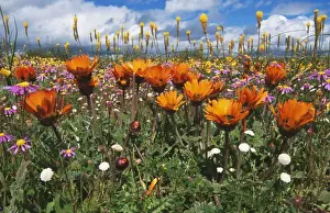 Ground Level Prints: South Africa VAN 119 Arctotis fastuosa in flower Namaqualand