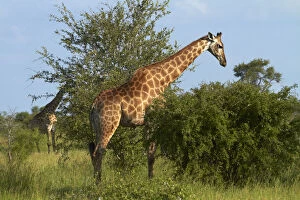 Camelopardalis Gallery: South African Giraffes (Giraffa camelopardalis)