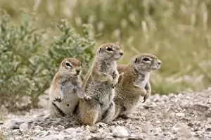 South African Ground Squirrel - close up group of three standing on look out - Kalahari - Botswana