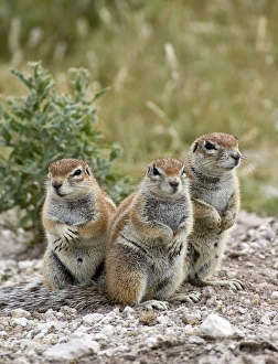 Images Dated 27th February 2008: South African Ground Squirrel - group of three crouching near burrow - Kalahari - Botswana