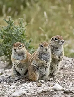 South African Ground Squirrel - group of three crouching near burrow - Kalahari - Botswana