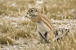 Images Dated 27th February 2008: South African Ground Squirrel - sitting up with food in paws eating - Kalahari - Botswana