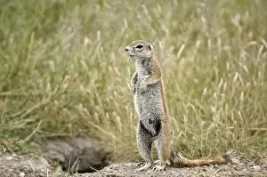South African Ground Squirrel - standing looking left at entrance to burrow