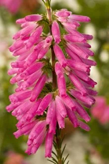 A south african heather
