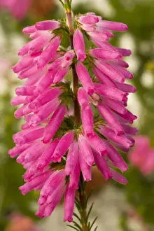 Heather Prints: A south african heather, Erica blanda. South Africa
