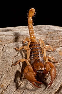 Arachnid Gallery: South African Hissing Scorpion, Opistothalmus