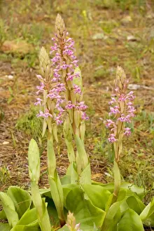 Orchids Prints: South African Orchid