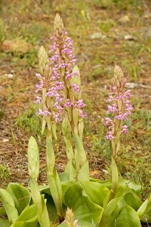 Images Dated 29th August 2007: A South African orchid (Satyrium erectum)