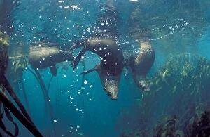 Images Dated 16th March 2007: South African Sealions - Underwater. Dire Island, Gansbaai, South Africa
