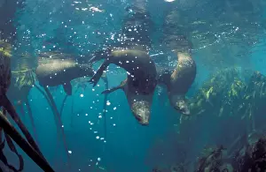 South African Sealions - Underwater. Dire Island, Gansbaai, South Africa
