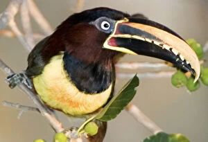 Images Dated 22nd July 2008: South America, Brazil. Chestnut-eared aracari