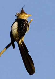 Images Dated 23rd August 2012: South America, Brazil. Guira cuckoo on limb