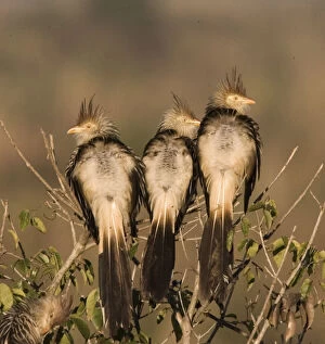 South America, Brazil. Three guira cuckoos