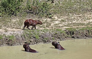 Images Dated 11th February 2010: South America, Brazil, Pantanal. Capybaras