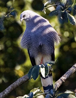 Hawk Gallery: South America, Brazil, Pantanal. Crane hawk