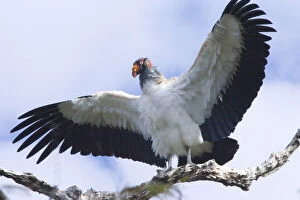 South America, Brazil, Pantanal. King vulture
