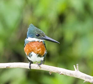 Kingfisher Gallery: South America, Brazil, Pantanal. Ringed