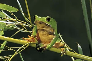 Images Dated 11th March 2011: South America, Surinam. Bicolor monkey frog