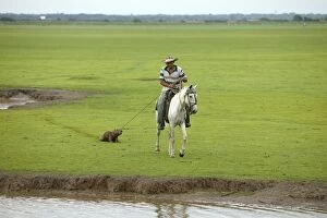 South American Cowboy / llanero - catching capybara