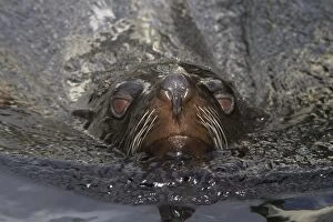 South American Fur Seal - swimming
