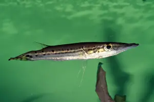 Brazil Prints: South American Pike Charcin Amazon river, Brazil