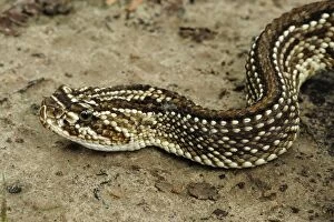 Images Dated 11th September 2008: South American Rattlesnake / Tropical Rattlesnake