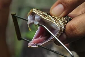 Fangs Gallery: South American Rattlesnake / Tropical Rattlesnake