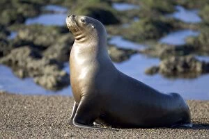 Images Dated 12th April 2005: South American Sea Lion, adult female Coast of Patagonia, Argentina