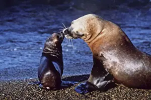 South American Sea Lion - on beach with cub - Argentina AU-1388