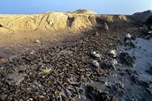 South American Sea Lion - colony - Southern Peru AU-1481