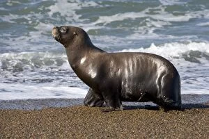 Images Dated 12th April 2005: South American Sea Lion, female Coast of Patagonia, Argentina