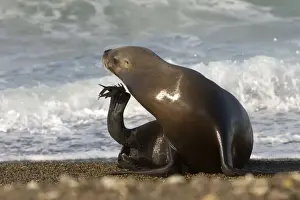 South American Sea Lion, female Coast of Patagonia, Argentina