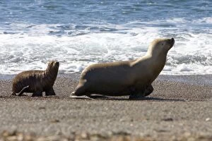Images Dated 8th April 2005: South American Sea Lion - Female and pup Coast of Patagonia, Argentina
