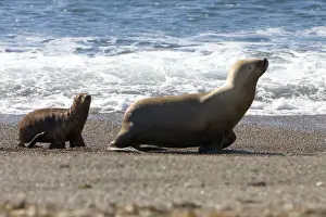 South American Sea Lion - Female and pup Coast of Patagonia, Argentina