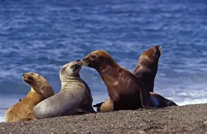 Sea Lion Prints: South American Sea Lion - Females