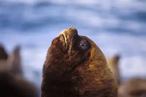 Sea Lion Prints: South American Sea Lion - male Coast of Patagonia, Argentina