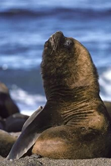 Images Dated 11th January 2006: South American Sea Lion - Male Coast of Patagonia, Argentina