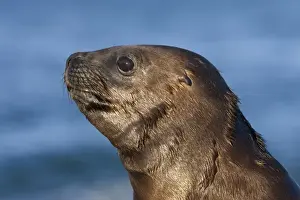 Sea Lion Prints: South American Sea Lion, pup Coast of Patagonia, Argentina