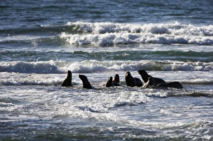 Images Dated 31st March 2006: South American Sea Lion Valdes Peninsula, Patagonia, Argentina