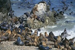 Colonies Gallery: South American Sea Lions - on beach and in water