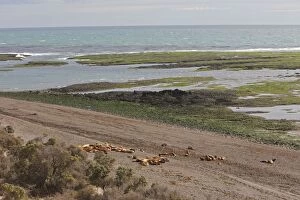 Images Dated 3rd April 2009: South American Sealion - adult on beach with pups. Punta Norte - Valdes peninsula - Argentina