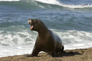 Barking Prints: South American Sealion - This adult female sealion was swimming along the shore and was chased by killer whales