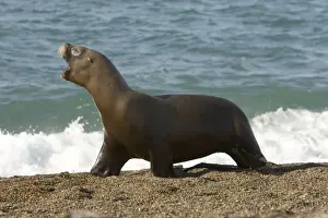 South American Sealion- This adult female sealion was swimming along the shore and was chased by killer whales. Killer whales do not capture the adults but sometimes chase them, perhaps practicing their hunting skills, perhaps as pure harassment