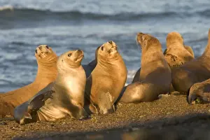 Marine Prints: South American Sealion - Adult females Coast of Patagonia, Argentina