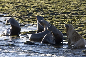 South American Sealion - Adult sealions looking towards the deep channel where Killer whales / Orcas are waiting for an opportunity to capture a pup South American Sealion - Adult sealions looking towards the deep channel where Killer whales / Orcas are waiting for an opportunity to capture a pup