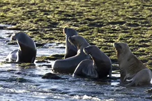 South American Sealion - Adult sealions looking towards the deep channel where Killer whales are waiting for an opportunity to capture a pup. Killer whales do not capture adult sealions but they never forget that as pups