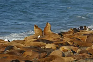 South American Sealion - adults on beach with two confronting each other. Punta Norte - Valdes peninsula - Argentina. formerly Otaria byronia
