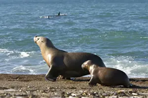 Sea Lions Prints: South American Sealion - To avoid swimming along a stretch of shoreline patrolled by killer whales