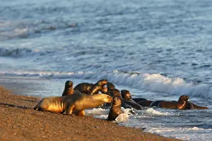 South American Sealion - on beach. Punta Norte - Valdes peninsula - Argentina. formerly Otaria byronia